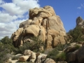 Joshua Tree NP
